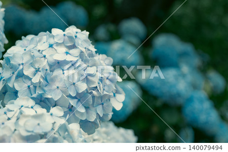 Hydrangea in the sunny rainy season Hydrangea in the sunny rainy season 140079494