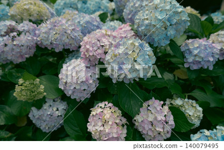 Hydrangea in the sunny rainy season Hydrangea in the sunny rainy season 140079495
