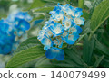 在晴朗的雨季的八仙花屬 140079499