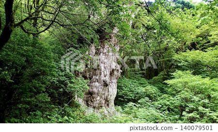 鹿兒島縣屋久島的繩文杉 鹿兒島縣屋久島的繩文杉 140079501