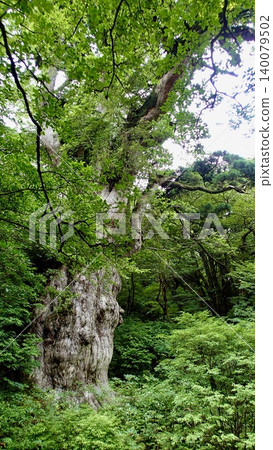 鹿兒島縣屋久島的繩文杉 鹿兒島縣屋久島的繩文杉 140079502