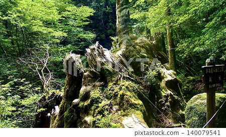 鹿兒島縣屋久島的神秘沖繩杉 140079541