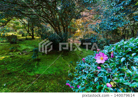 深秋的苔蘚花園 深秋的苔蘚花園 140079614