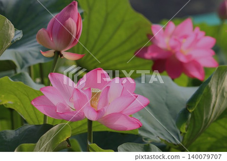 The lotus flowers this morning, radiating light, are even more vibrant—1 The lotus flowers this morning, radiating light, are even more vibrant—1 140079707