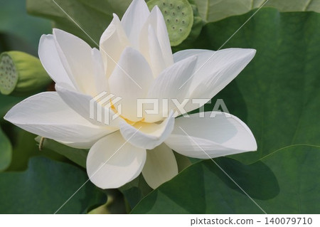 蓮花破淤泥而出，宛若神仙——第一部分 140079710