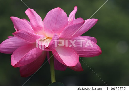 今晨的蓮花在陽光的照耀下,更加艷麗奪目──第二部 今晨的蓮花在陽光的照耀下,更加艷麗奪目──第二部 140079712