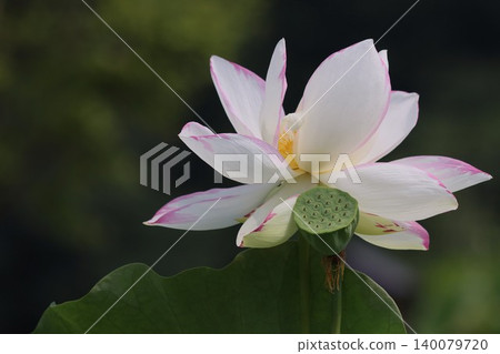 蓮花靜待晨曦，彷彿已為此刻做好準備－第一部分 140079720