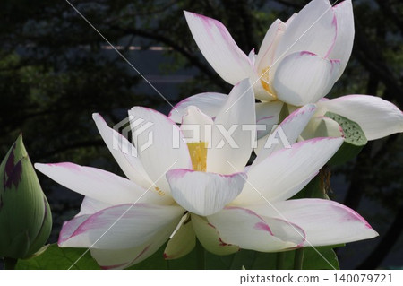 蓮花靜待晨曦，彷彿已為此刻做好準備－第二部分 140079721