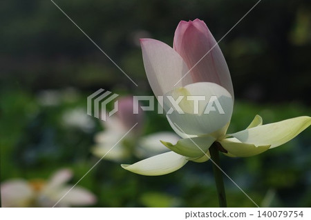 The gentle morning sunlight envelops the flowers just beginning to bloom. The gentle morning sunlight envelops the flowers just beginning to bloom. 140079754