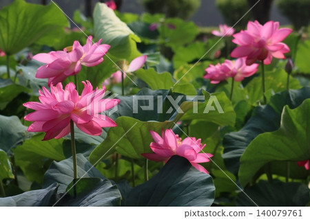 The morning, with lotus flowers still bearing their vivid colors. The morning, with lotus flowers still bearing their vivid colors. 140079761