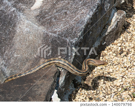 A striped snake poked its head out from a crack in the rock. A striped snake poked its head out from a crack in the rock. 140079798