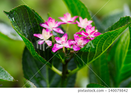 Pink hydrangeas blooming amidst lush green leaves. Pink hydrangeas blooming amidst lush green leaves. 140079842