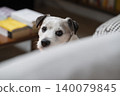 Curious Dog Peeking Over Sofa Indoors 140079845