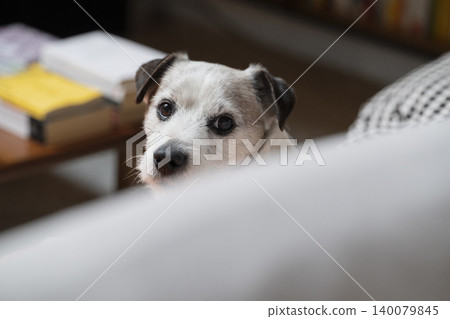 Curious Dog Peeking Over Sofa Indoors Curious Dog Peeking Over Sofa Indoors 140079845