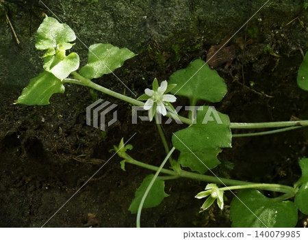 生長在石牆上的星狀菌屬植物 140079985