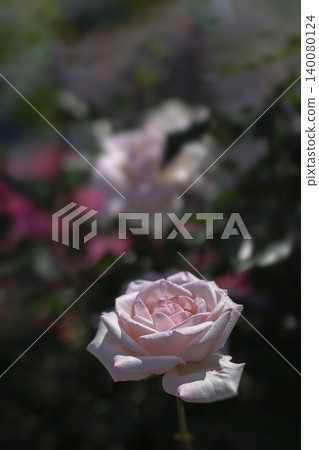 May roses evoke the image of early summer. May roses evoke the image of early summer. 140080124
