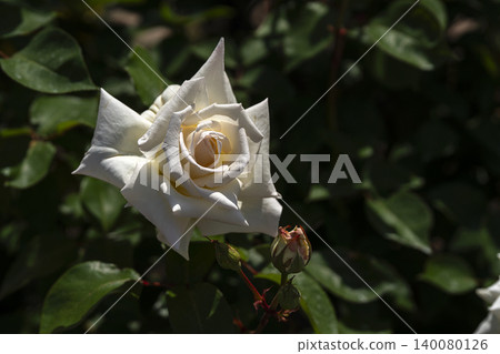 May roses evoke the image of early summer. May roses evoke the image of early summer. 140080126