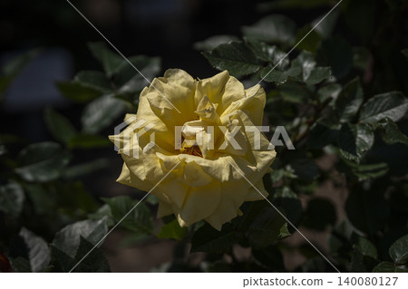 May roses evoke the image of early summer. May roses evoke the image of early summer. 140080127