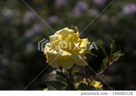 May roses evoke the image of early summer. 140080128