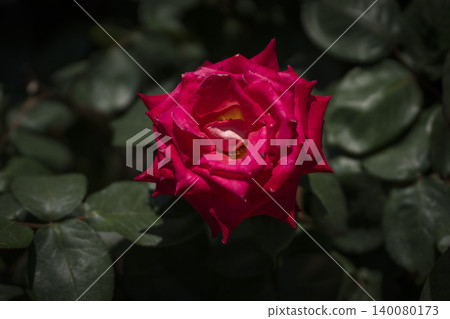 May roses evoke the image of early summer. May roses evoke the image of early summer. 140080173