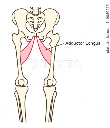 Adductor longus muscle, thigh muscle Adductor longus muscle, thigh muscle 140080213