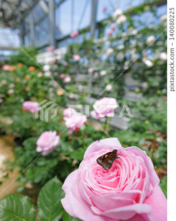 A butterfly resting on a pink rose blooming in a greenhouse. A butterfly resting on a pink rose blooming in a greenhouse. 140080225