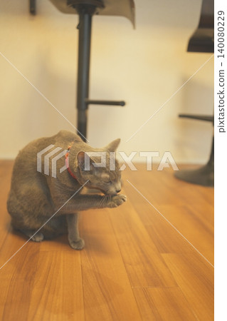 Russian Blue relaxing at home Russian Blue relaxing at home 140080229