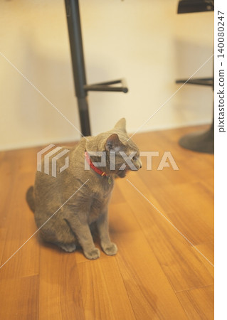 Russian Blue relaxing at home Russian Blue relaxing at home 140080247