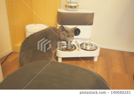 Russian Blue relaxing at home 140080281