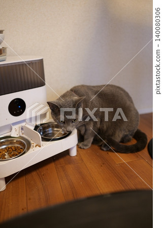 Russian Blue relaxing at home 140080306
