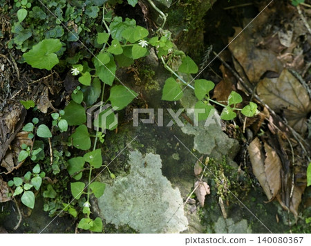Stellaria media, which grows in a vine-like manner and produces flowers. 140080367