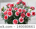  Carnation on Mother's Day 140080661