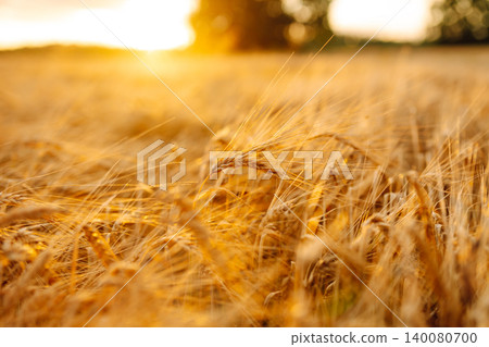 Close-up of golden ears of wheat in an agricultural field at sunset. Agriculture concept Close-up of golden ears of wheat in an agricultural field at sunset. Agriculture concept 140080700