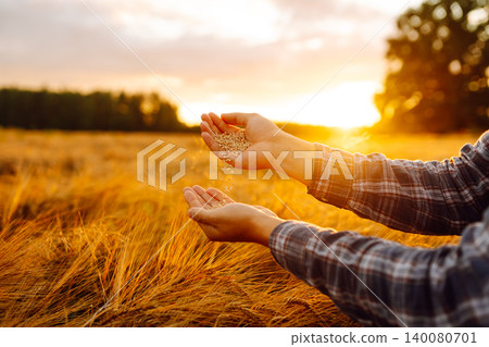 Grains of wheat in hands of the farmer. Crop of oats in male's hands. Agricultural farm. Grains of wheat in hands of the farmer. Crop of oats in male's hands. Agricultural farm. 140080701