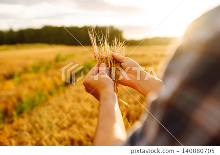 Wheat quality check. Farmer with ears of wheat in a wheat field. Harvesting. Agribusiness 140080705
