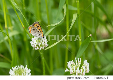 Small copper sucking white clover nectar Small copper sucking white clover nectar 140080710
