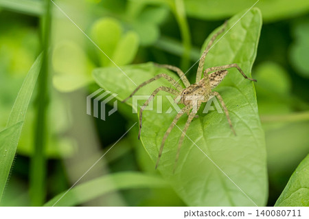 Ilo-billed spider Ilo-billed spider 140080711