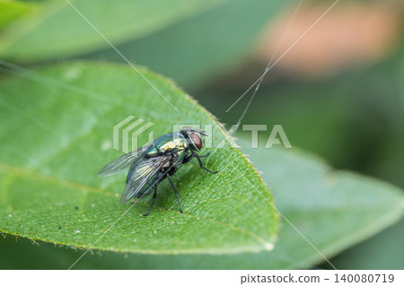 Fly fly 140080719