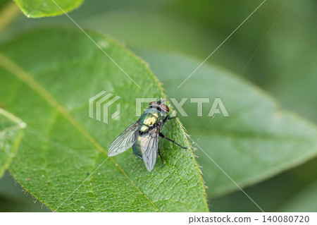 Fly fly 140080720