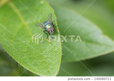 Fly fly Fly fly 140080721