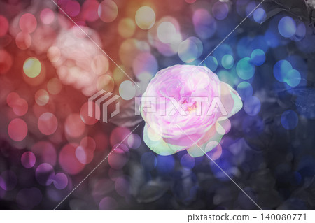 Pink rose Pink rose 140080771