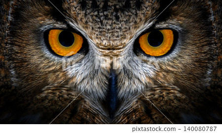 Owl looking big eyes out of the darkness close Owl looking big eyes out of the darkness close 140080787