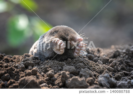 Mole digs in soil during daytime Mole digs in soil during daytime 140080788