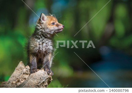 Red fox, vulpes vulpes, small young cub in forest on river backg Red fox, vulpes vulpes, small young cub in forest on river backg 140080796
