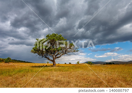 Sunset over African savanna with lone acacia tree Sunset over African savanna with lone acacia tree 140080797