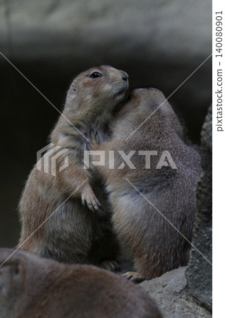 A heartwarming scene of prairie dogs interacting with each other. A heartwarming scene of prairie dogs interacting with each other. 140080901
