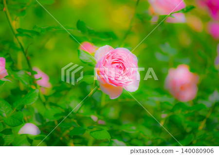 粉紅色的玫瑰花朵盛開 140080906