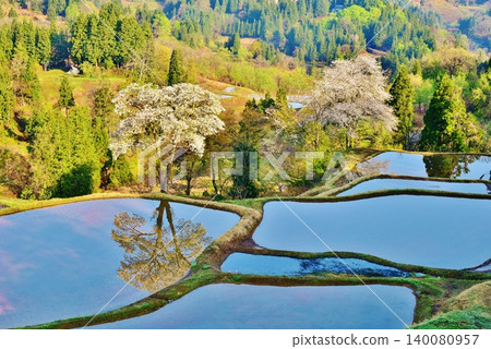 Cherry blossoms reflected in the Gimyo rice terraces Cherry blossoms reflected in the Gimyo rice terraces 140080957