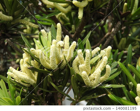 Male flowers of Podocarpus macrophyllus (Podocarpus macrophyllus) 140081195