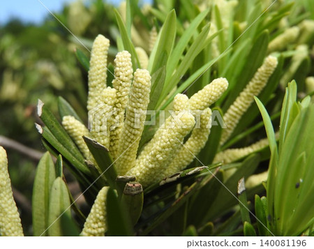 大葉羅漢松(Podocarpus macrophyllus)的雄花 大葉羅漢松(Podocarpus macrophyllus)的雄花 140081196